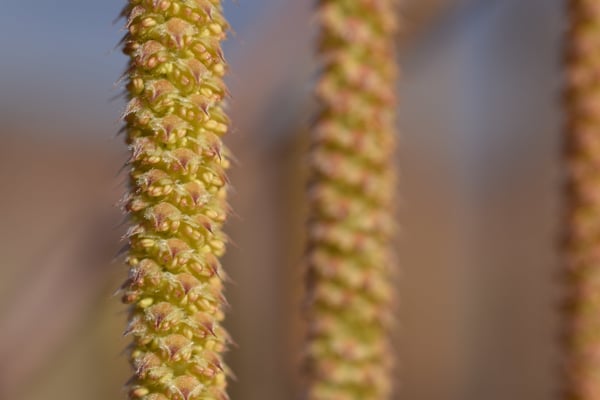 Image of Hazel Catkins