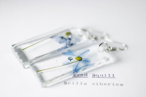 Image of Wood Squill (Scilla siberica) - Pressed Earrings #1