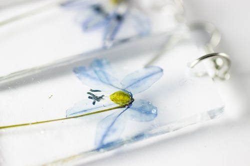 Image of Wood Squill (Scilla siberica) - Pressed Earrings #1