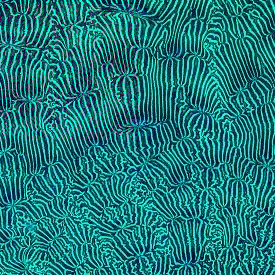 Image of Leptoseris Coral Print Triptych (Open Edition)