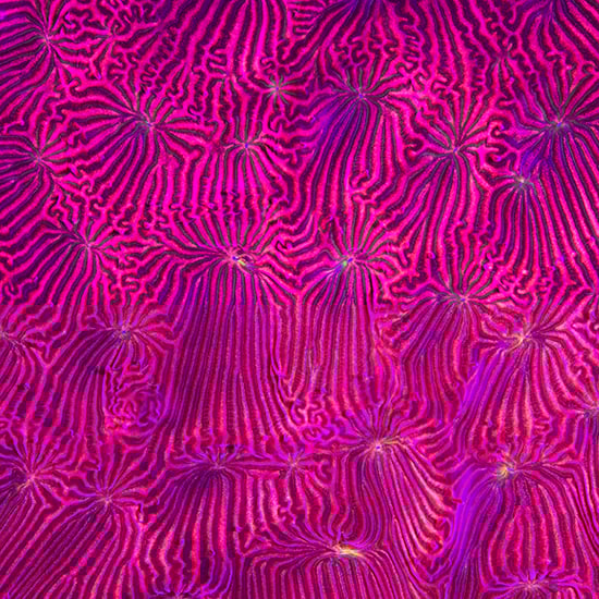 Image of Leptoseris Coral Print Triptych (Open Edition)
