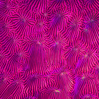 Image 4 of Leptoseris Coral Print Triptych (Open Edition)