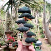 Functional Bonsai Sculpture #2 