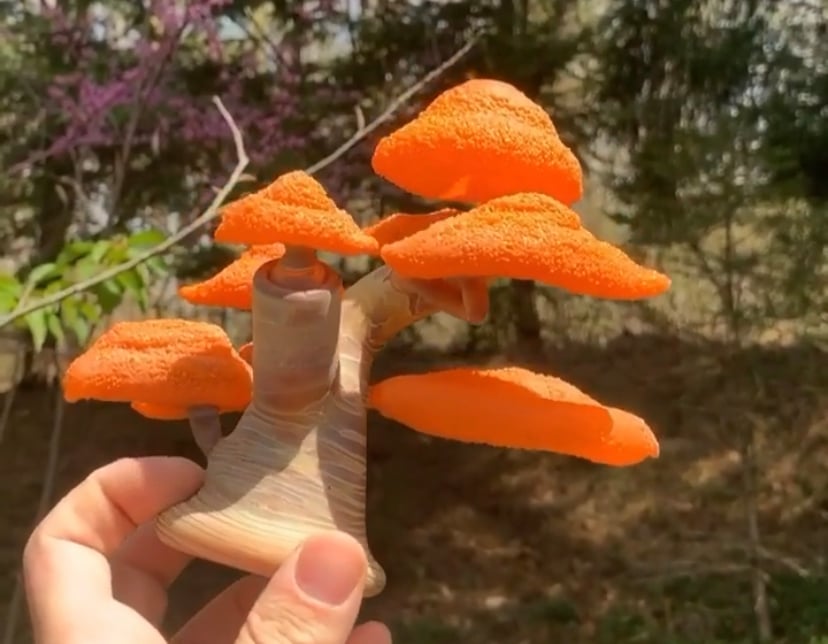 Bonsai Sculpture #3 