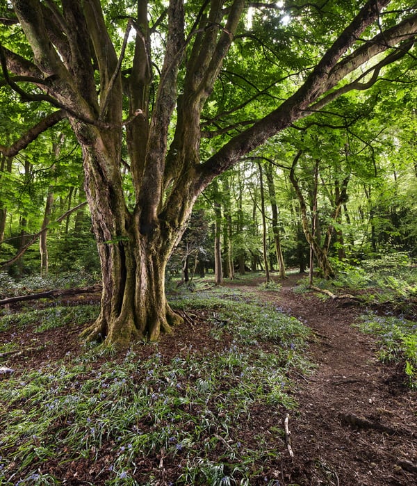 Image of Pollok Park 015