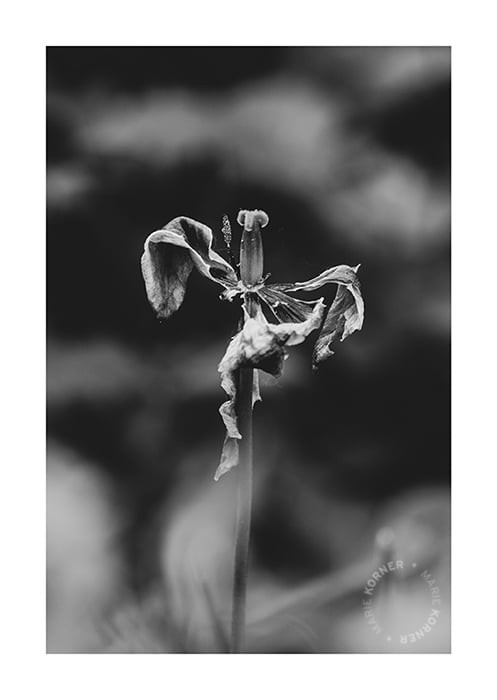 The Wilted Tulip