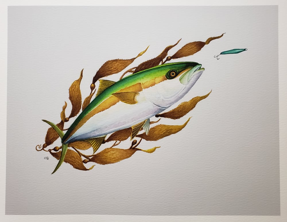 Image of Yellowtail kelp/jig print