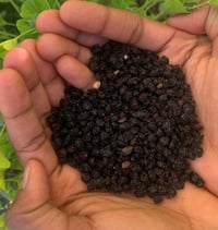 Image 2 of Organic Elderberries 