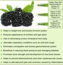 Organic Elderberries 