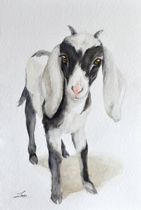 Baby goat