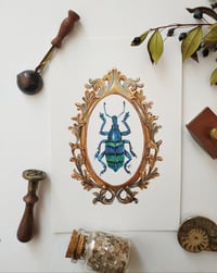 Image 4 of Framed Insects Postcard Set