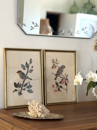 Image 1 of Paire d’illustrations d’oiseaux