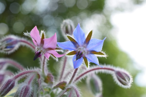 Image of Borage Flowers