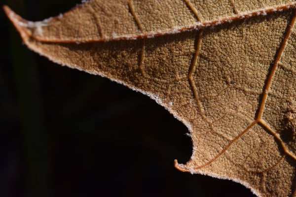 Image of Sycamore Leaf 1