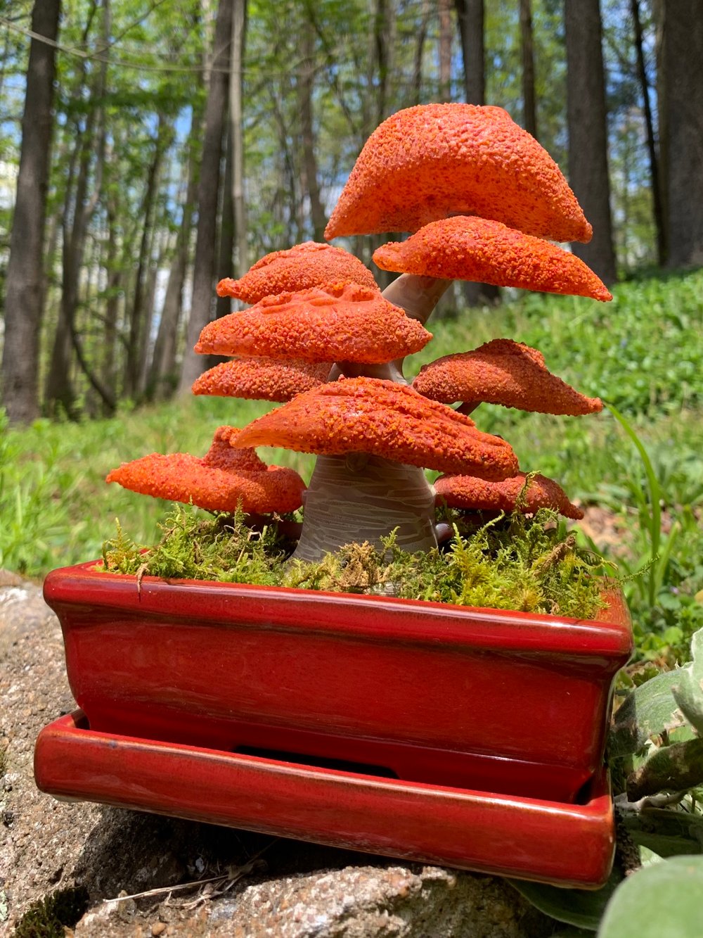 Bonsai #6 