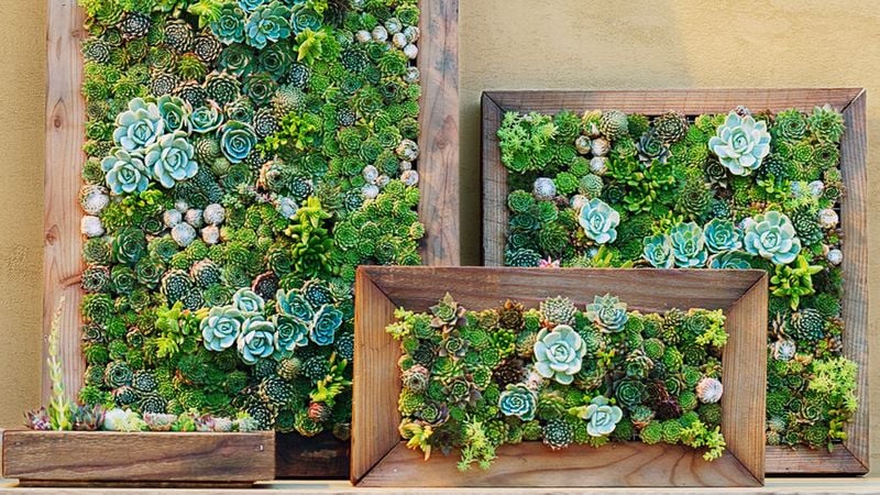 Image of Living Succulent Wall Art