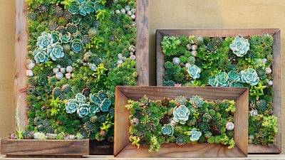 Image of Living Succulent Wall Art