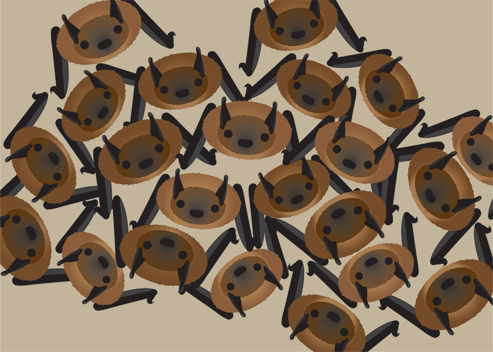 Little Brown Bats