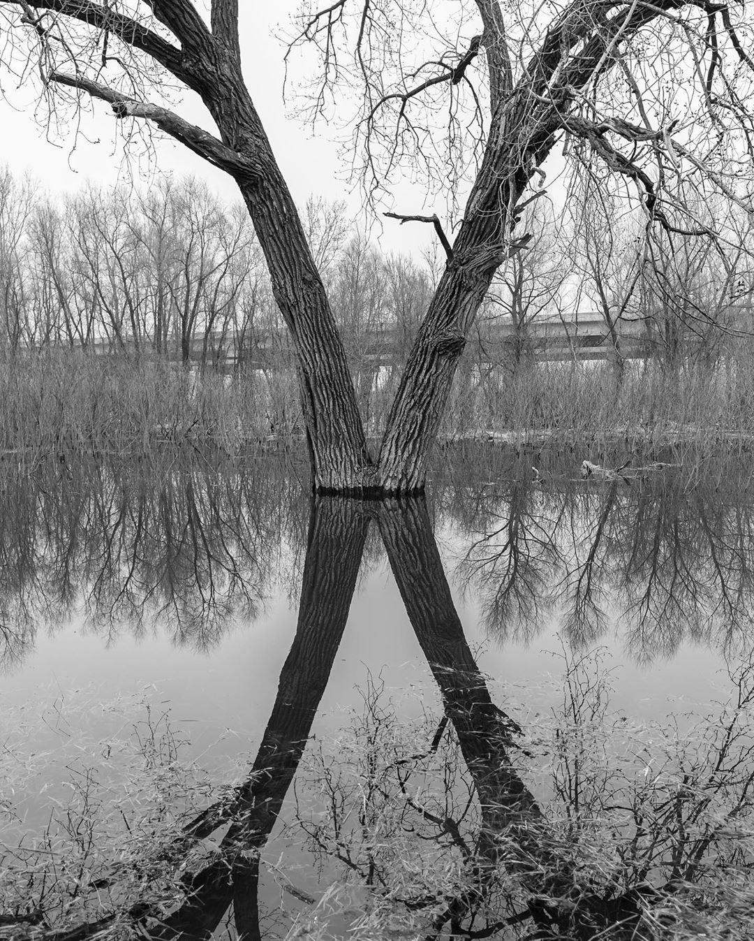 Twin Cottonwoods