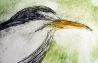 Image 1 of Little Tern Cards - 5 card pack