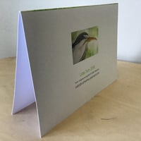 Image 3 of Little Tern Cards - 5 card pack