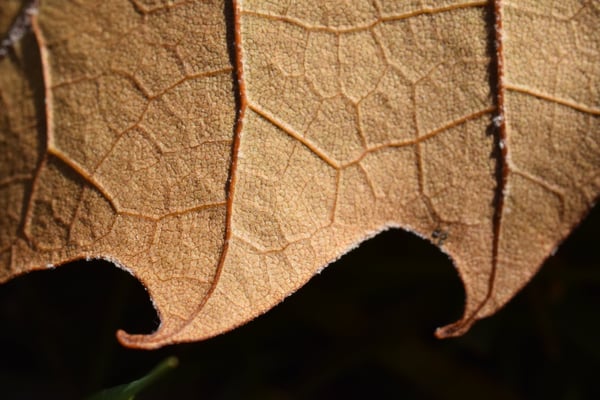 Image of Sycamore Leaf 2