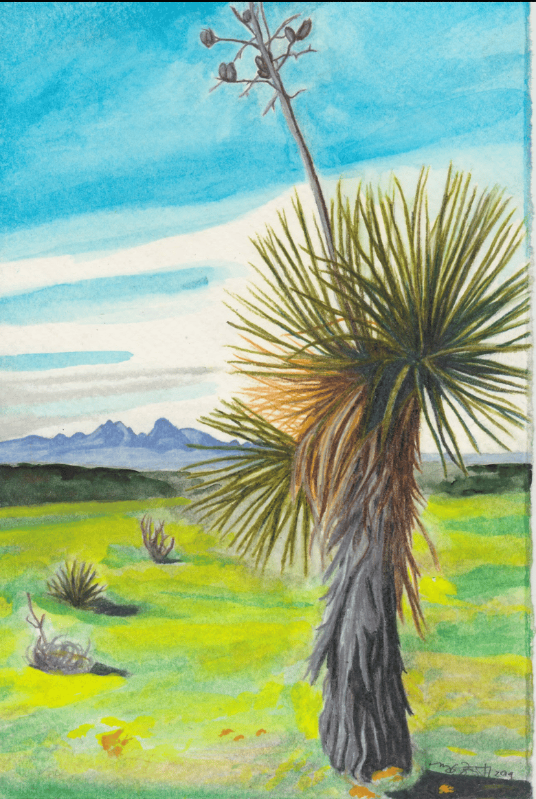 Image of Yucca elata | Soaptree Yucca