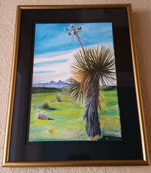 Image of Yucca elata | Soaptree Yucca