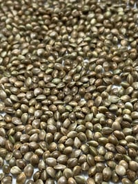 15 North (LA Kush Cake x Oreoz Créme) FEM