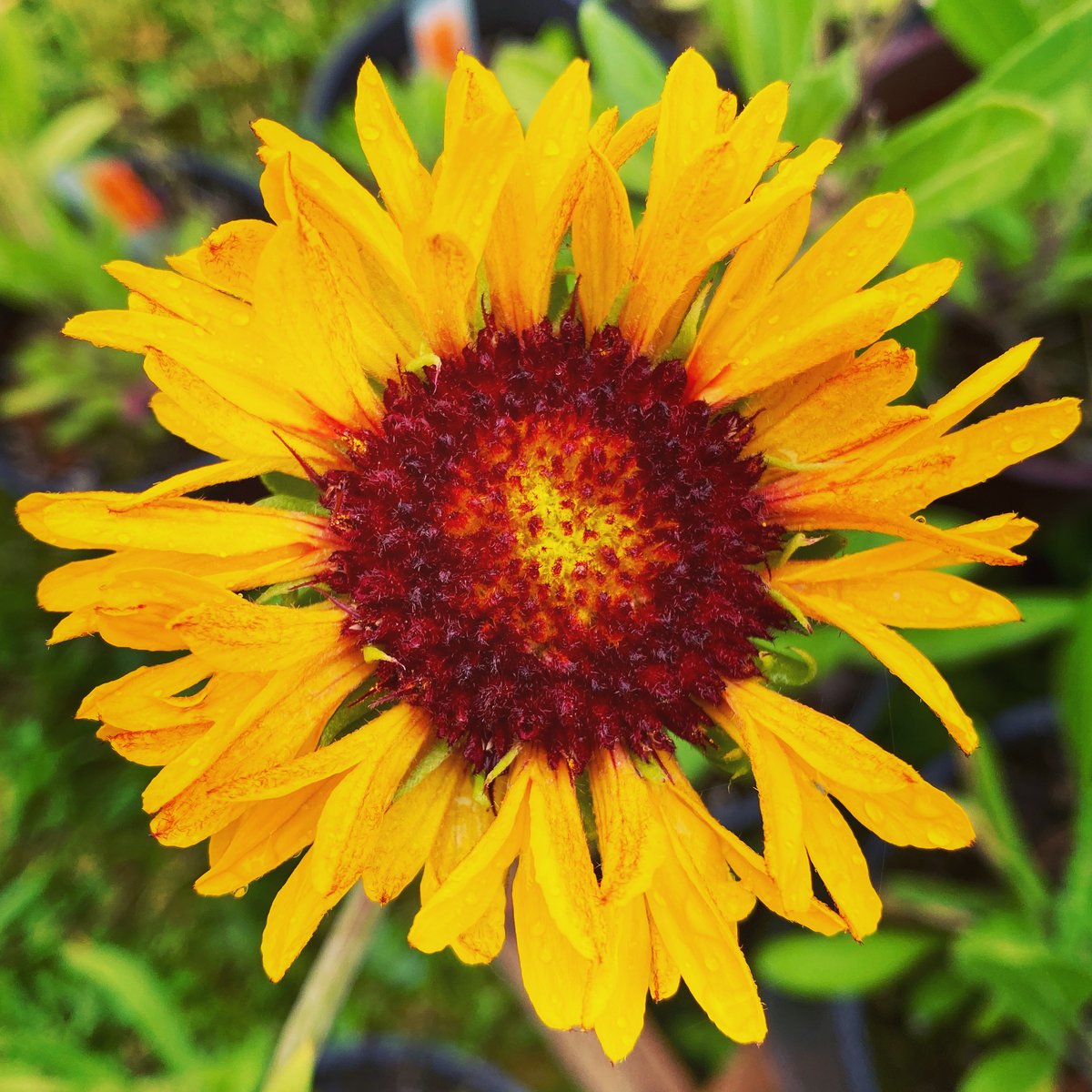 Blanketflower: Gaillardia aristata