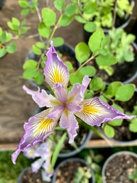 Douglas Iris : Iris douglasiana