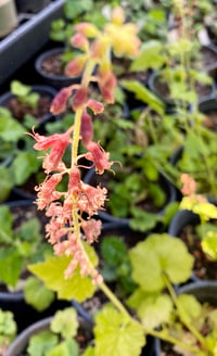 Image 5 of Piggyback Plant : Tolmiea menziesii