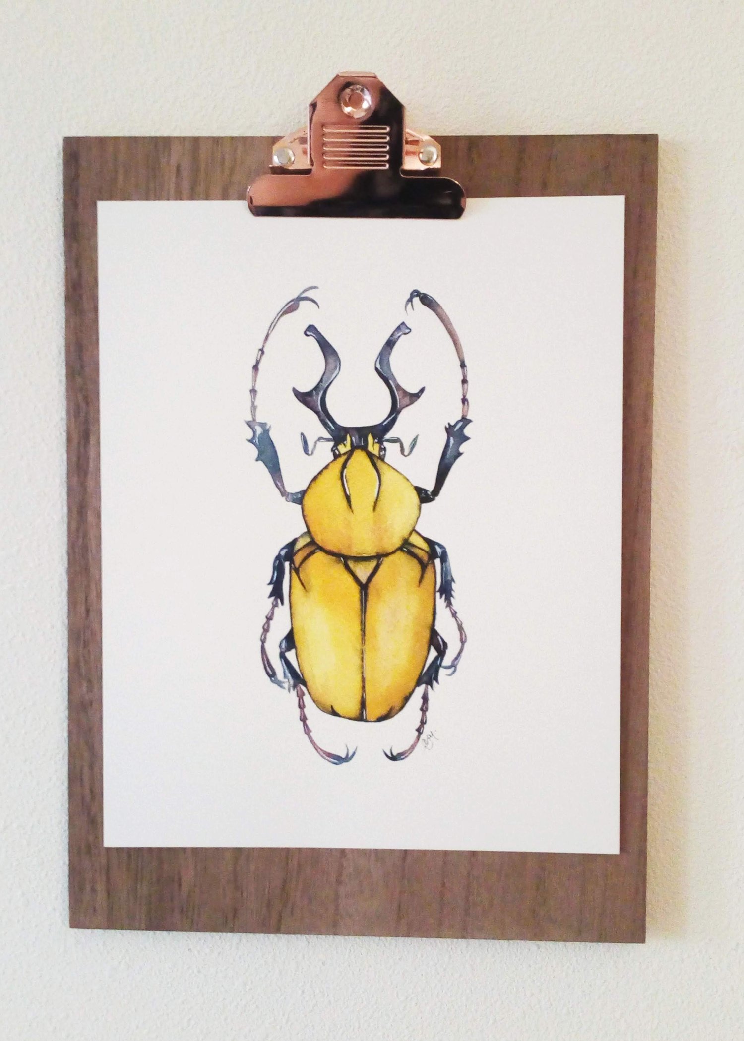 Image of Beetle watercolor print | Insect art print | Entomology | Bugs wall decor | taxidermy | insect art 