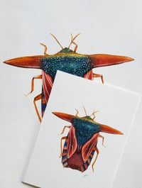 Image 2 of Pygoplatys lancifer Beetle Watercolor Illustration PRINT 