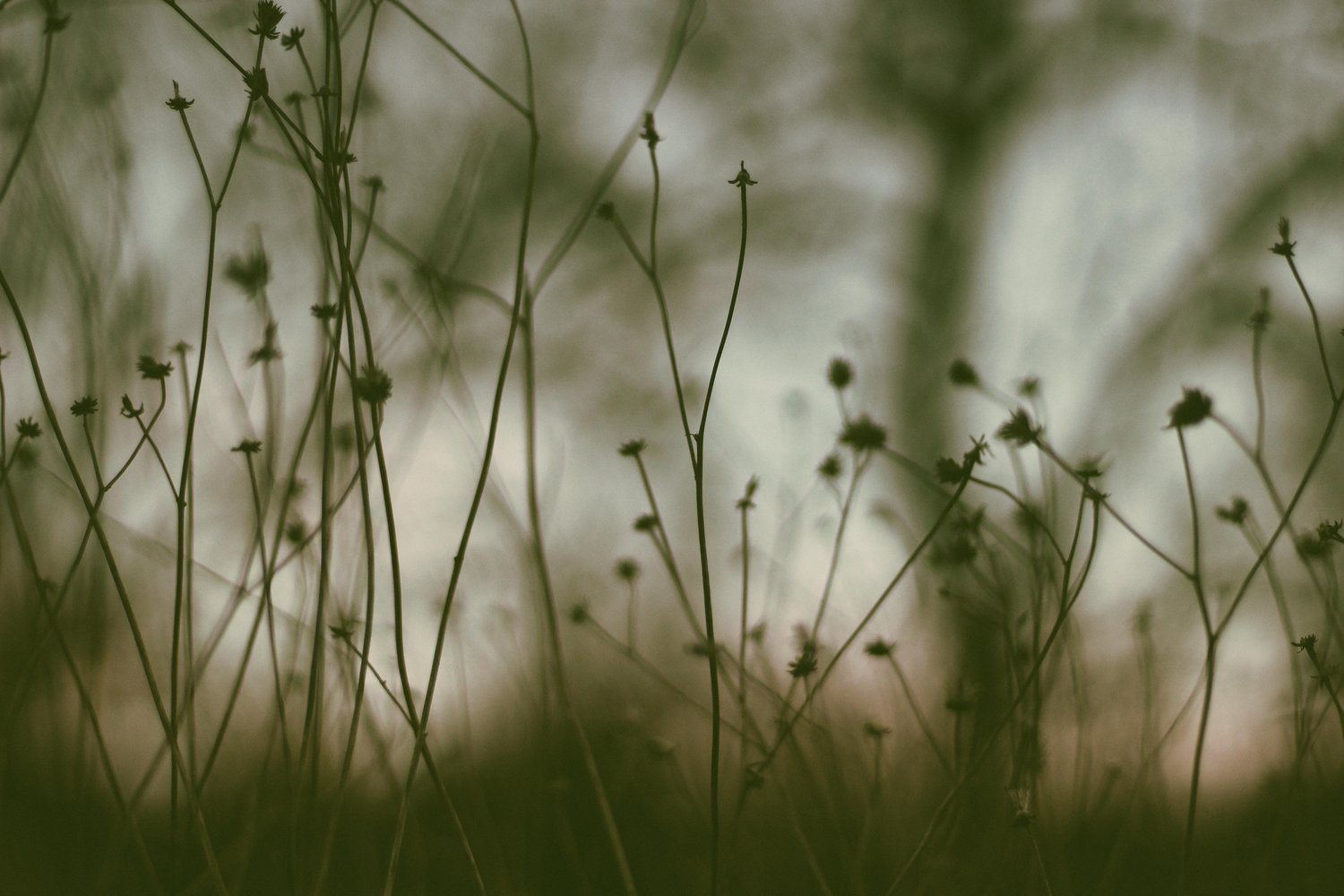 Image of Gray Silohuettes