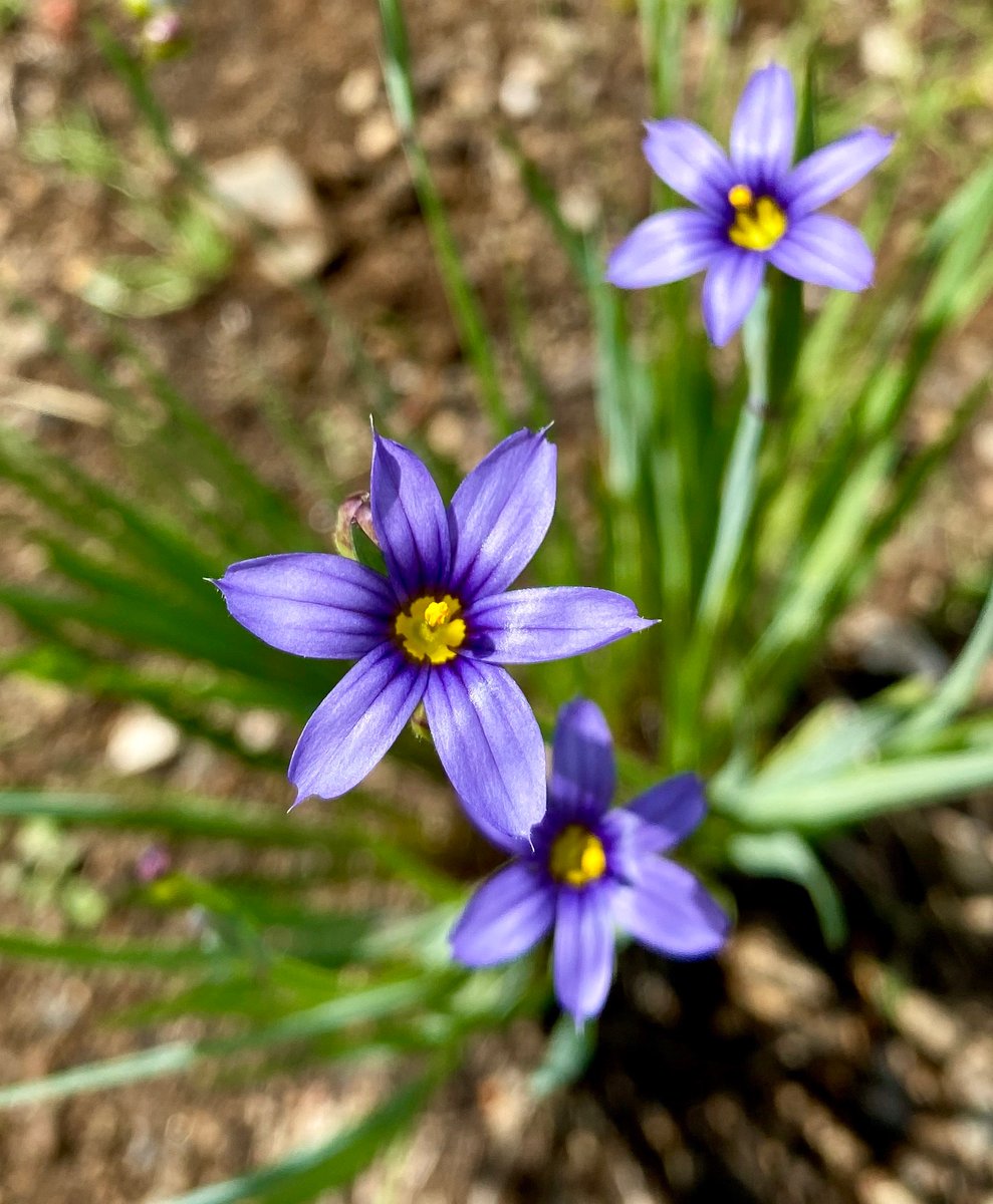 blue-eyed-grass-sisyrinchium-bellum-good-year-farms