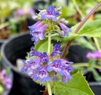 Littleflower Penstemon : Penstemon procerus