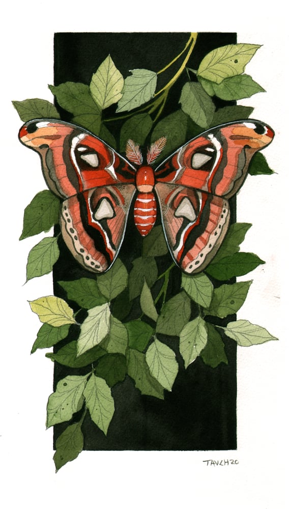 Image of Atlas Moth