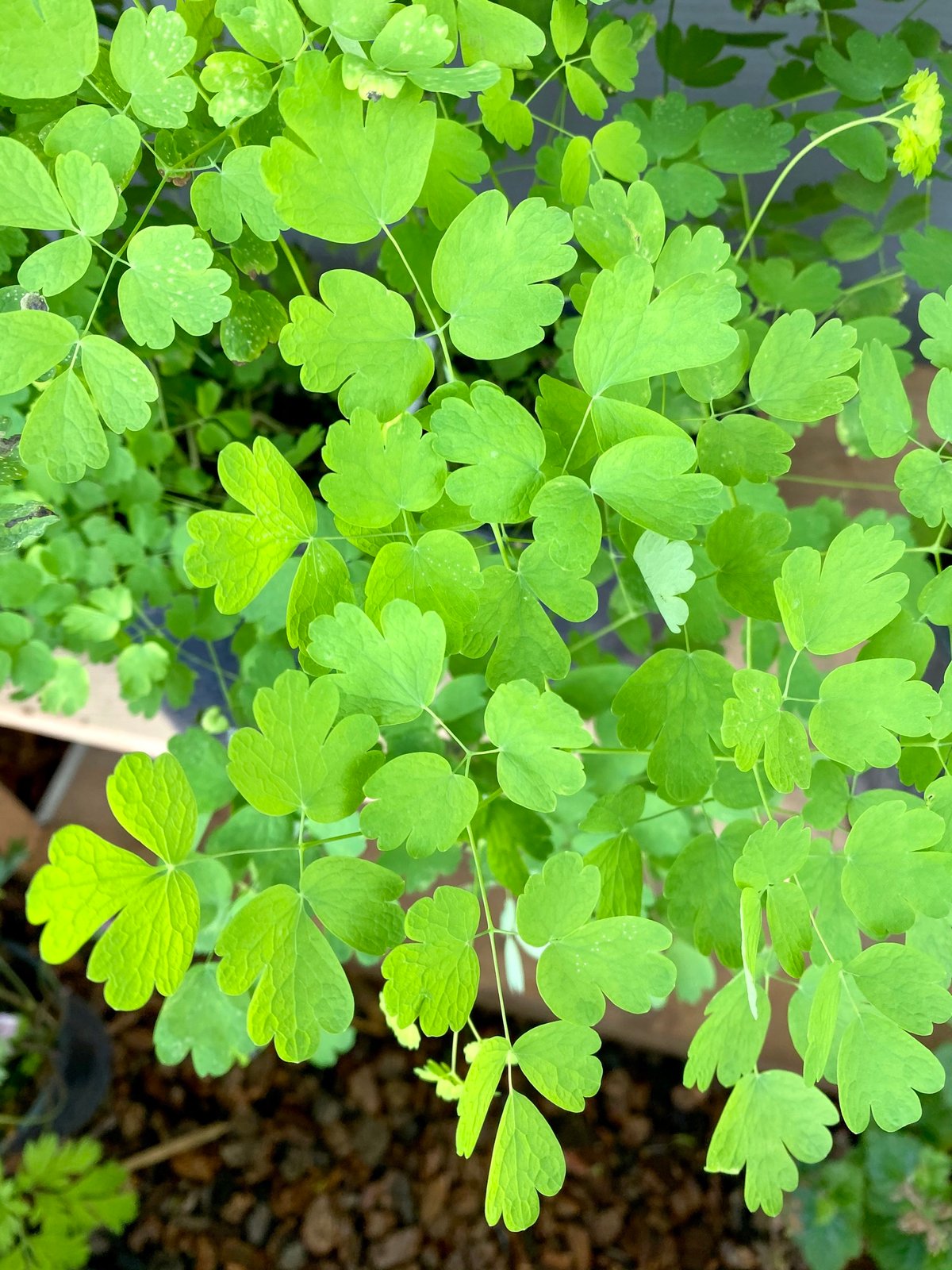 Western Meadowrue : Thalictrum occidentale