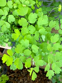 Western Meadowrue : Thalictrum occidentale