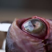 Image 13 of The Monstrous - collectible Clipper Lighter Sleeve