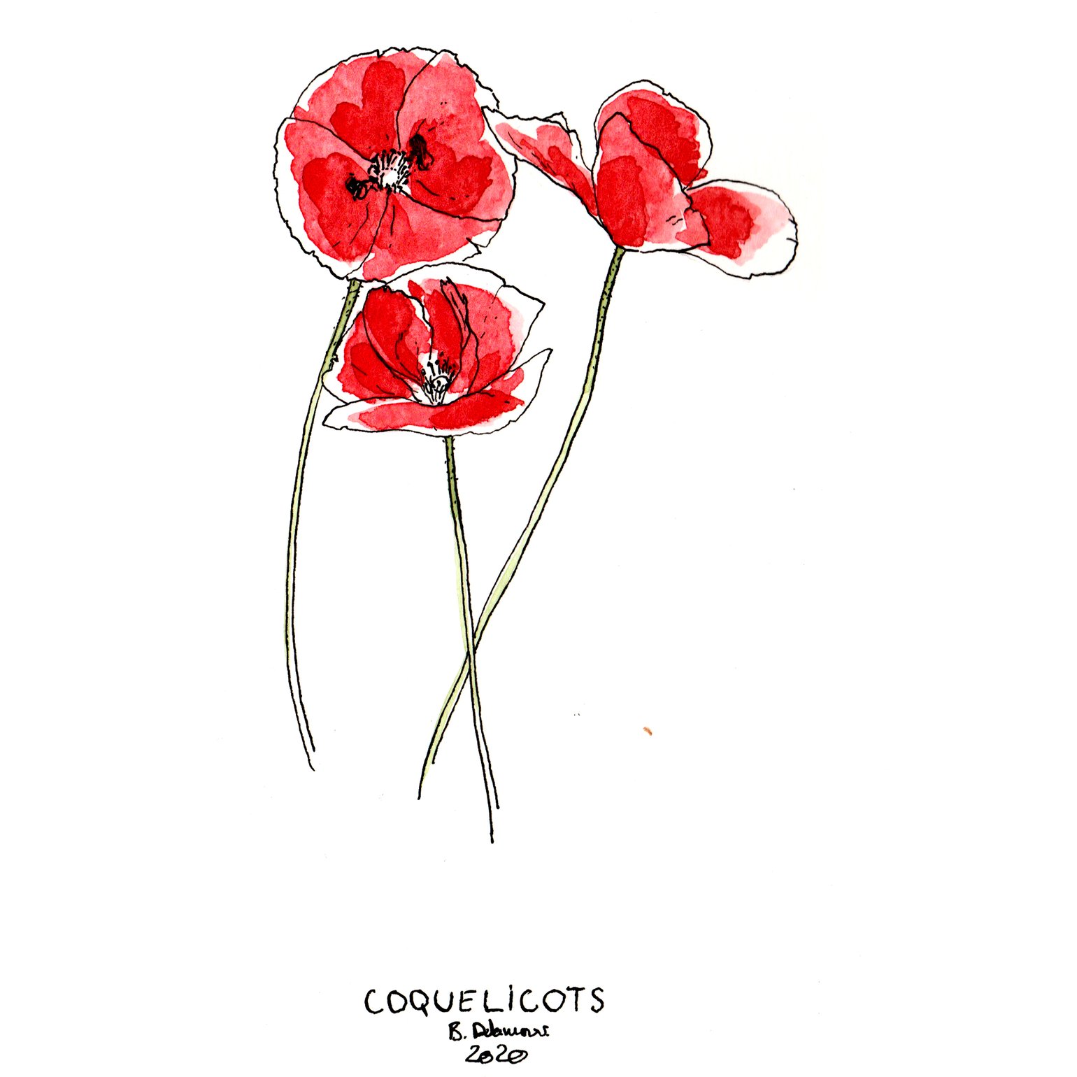 Image of COQUELICOTS