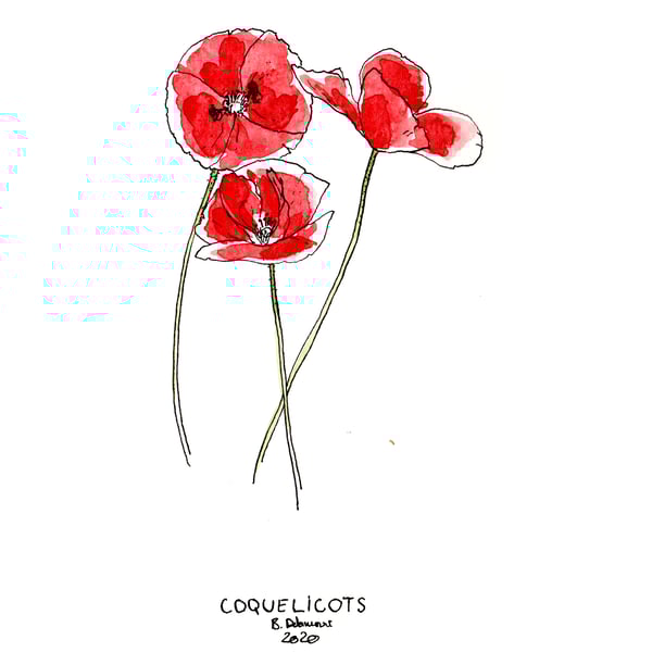 Image of COQUELICOTS