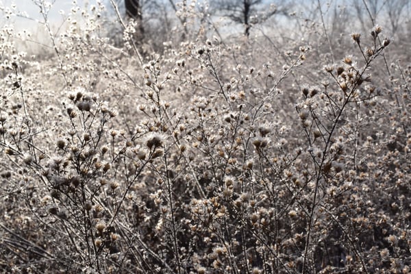 Image of Morning Frost