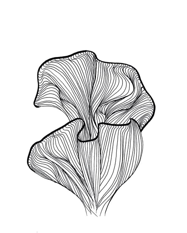 Image of Botanical Abstract b&w