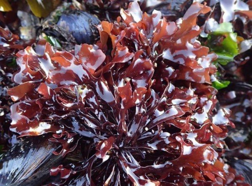Image of 100% WildCrafted Irish Sea Moss "Chondrus Crispus" Gel