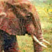 Image of Money Zoo: The Elephant