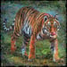 Image of Money Zoo: The Tiger