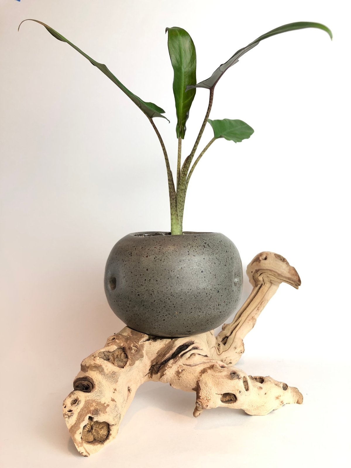 Image of Round cachepot on driftwood