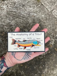 Image 1 of Anatomy of a Trout Sticker